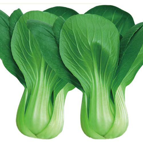 上海青种籽一斤四季播小青菜小油菜白菜种籽高产阳台盆栽蔬菜种孓 - 图3