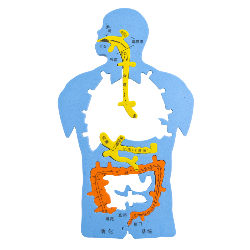 EVA科技小制作内脏拼图模型科学实验认知大号人体器官DIY消化系统-图2