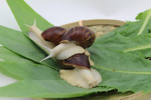 白玉蜗牛活体宠物蜗牛学生科学课蜗牛美容儿童宠物食用大蜗牛免邮 - 图2