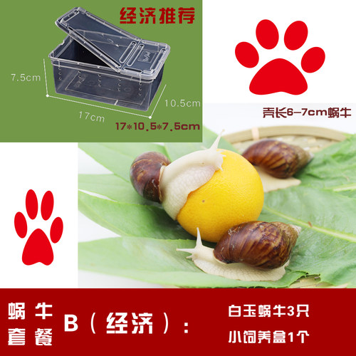 白玉蜗牛活体宠物蜗牛 学生观察课专用蜗牛 美容大蜗牛 蜗牛养殖 - 图3