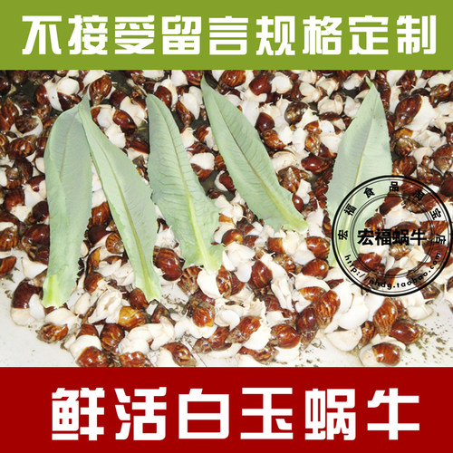 白玉蜗牛活体宠物蜗牛 学生观察课专用蜗牛 美容大蜗牛 蜗牛养殖 - 图1