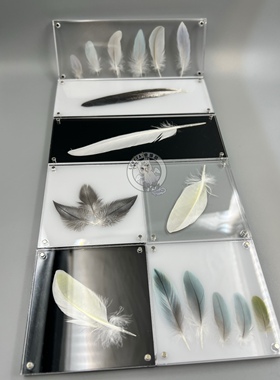 【羽毛收集家】亚克力冰箱贴材料包鹦鹉羽毛收集器纪念冰箱贴DIY
