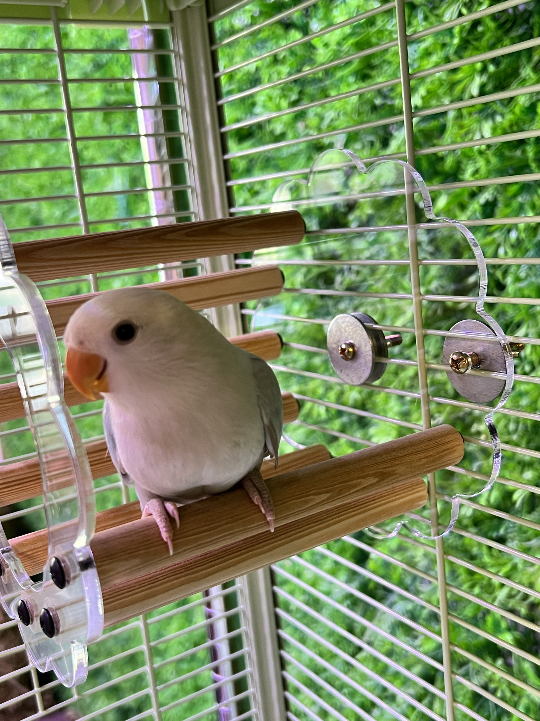 亚克力垫片玩具垫圈牡丹玄凤鹦鹉鸟笼配件防掉漆垫片适配M6螺丝,淘宝优惠券,粉丝福利购,淘宝优惠卷