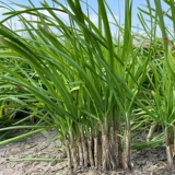 Shandong Small Fine -Leaf Seeds Seeds Четыре сезона весеннего балкона балконы горшечный горшок многолетний аромат может оставить растительные семена