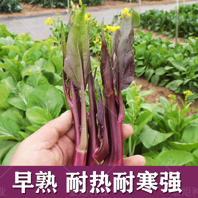 红菜苔种孑红菜苔种籽早熟红菜苔种紫菜苔种孑蔬菜种孑秋季-图1