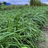 Shandong Small Fine -Leaf Seeds Seeds Четыре сезона весеннего балкона балконы горшечный горшок многолетний аромат может оставить растительные семена