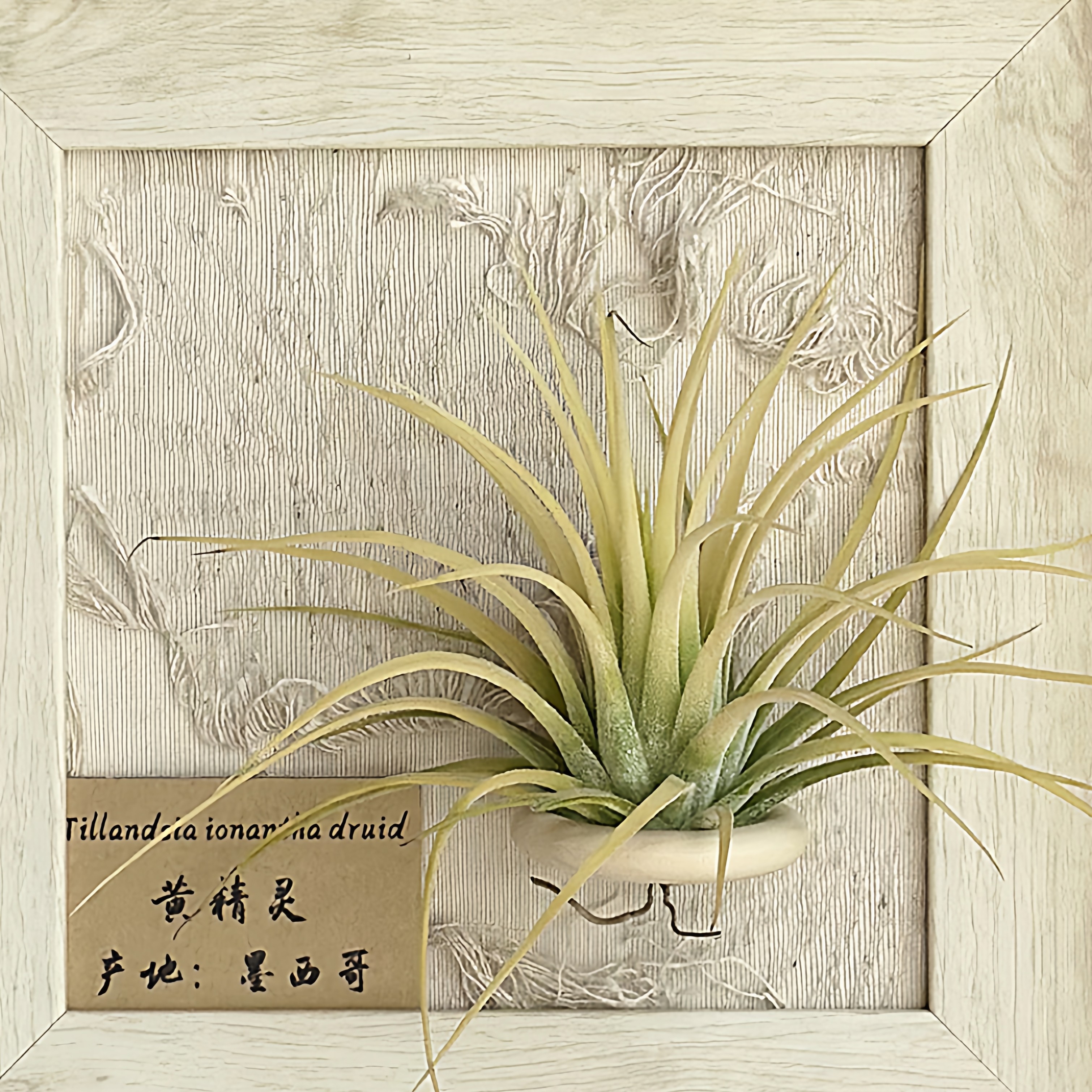 小凤仙儿 空气凤梨补给站 两个包邮,淘宝优惠券,粉丝福利购,淘宝优惠卷