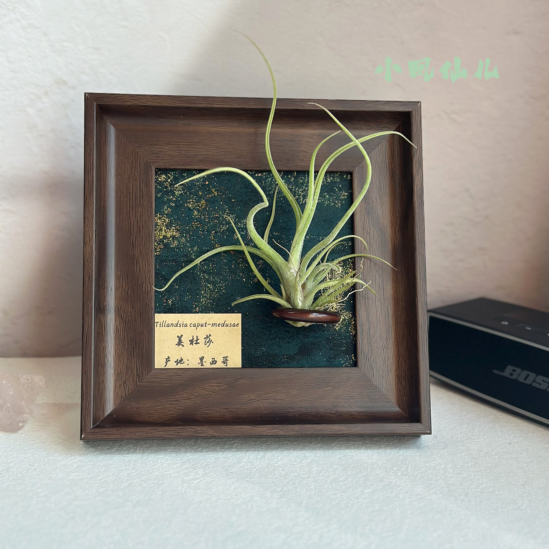 小凤仙儿空气凤梨套餐懒人现代装饰画框桌面墙上深棕色相框5寸,淘宝优惠券,粉丝福利购,淘宝优惠卷