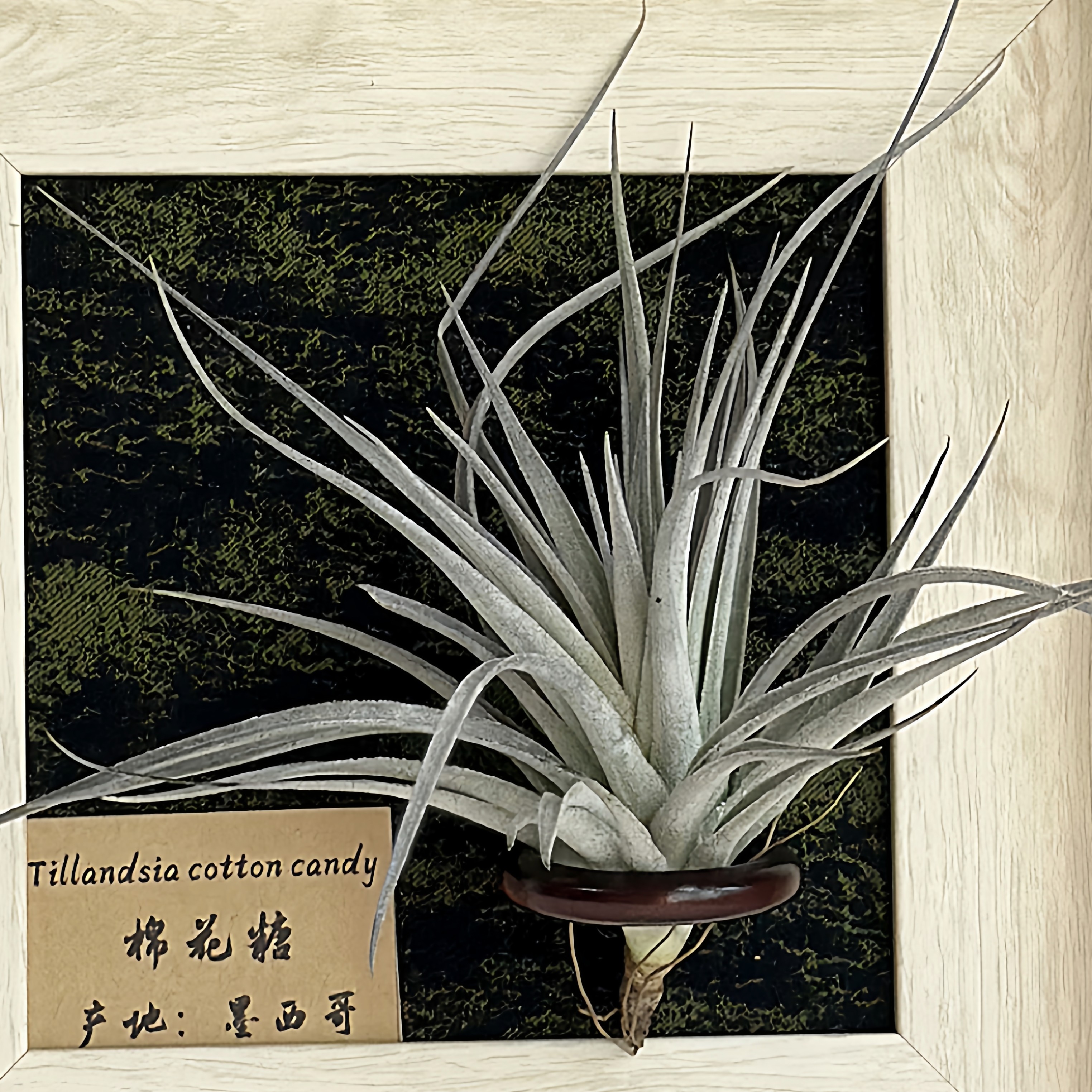 小凤仙儿 空气凤梨补给站 两个包邮,淘宝优惠券,粉丝福利购,淘宝优惠卷