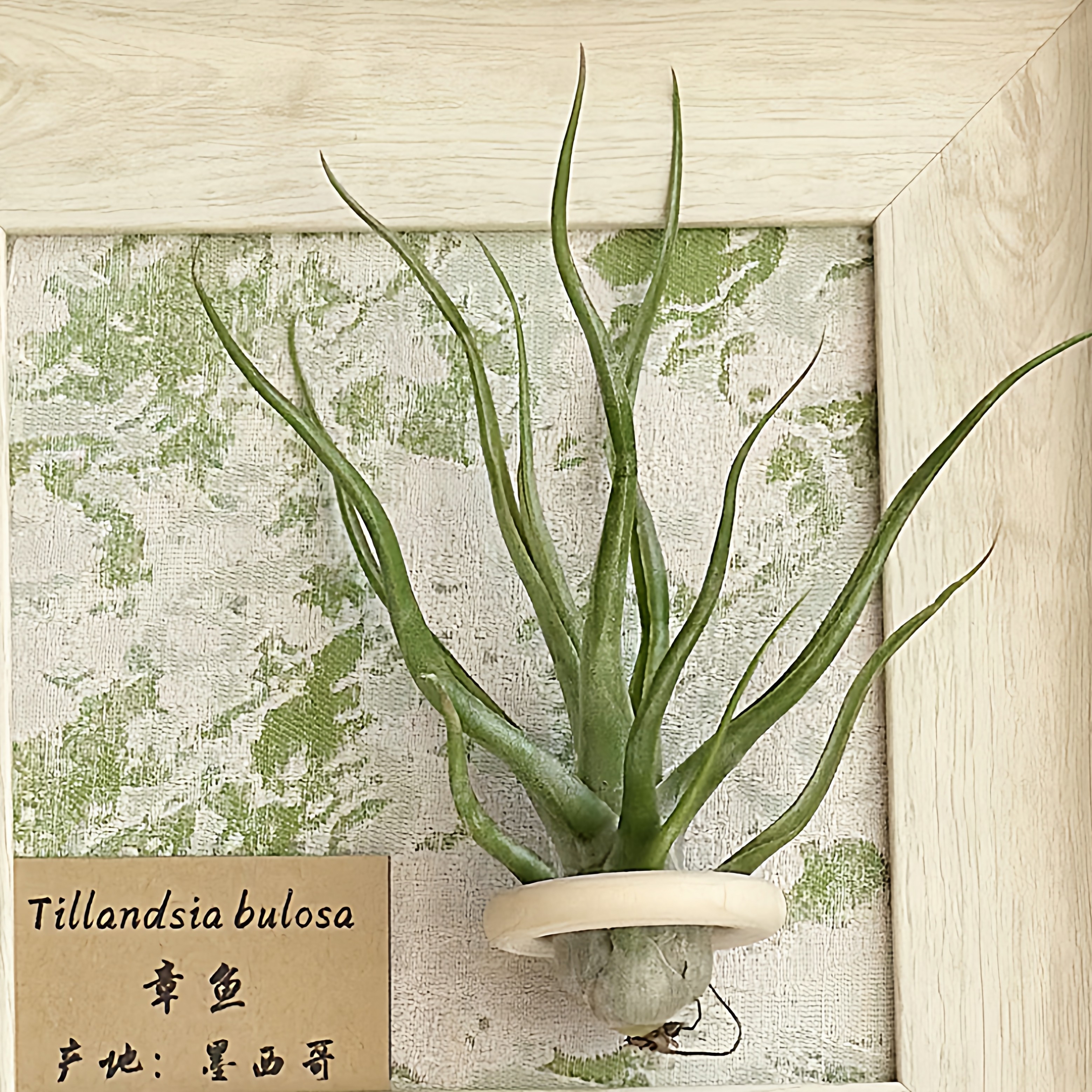 小凤仙儿 空气凤梨补给站 两个包邮,淘宝优惠券,粉丝福利购,淘宝优惠卷