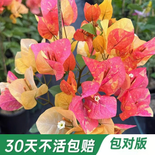 50多个勤花品种三角梅原盆原土带花苞发包对版绿樱凤凰四季开花 - 图1