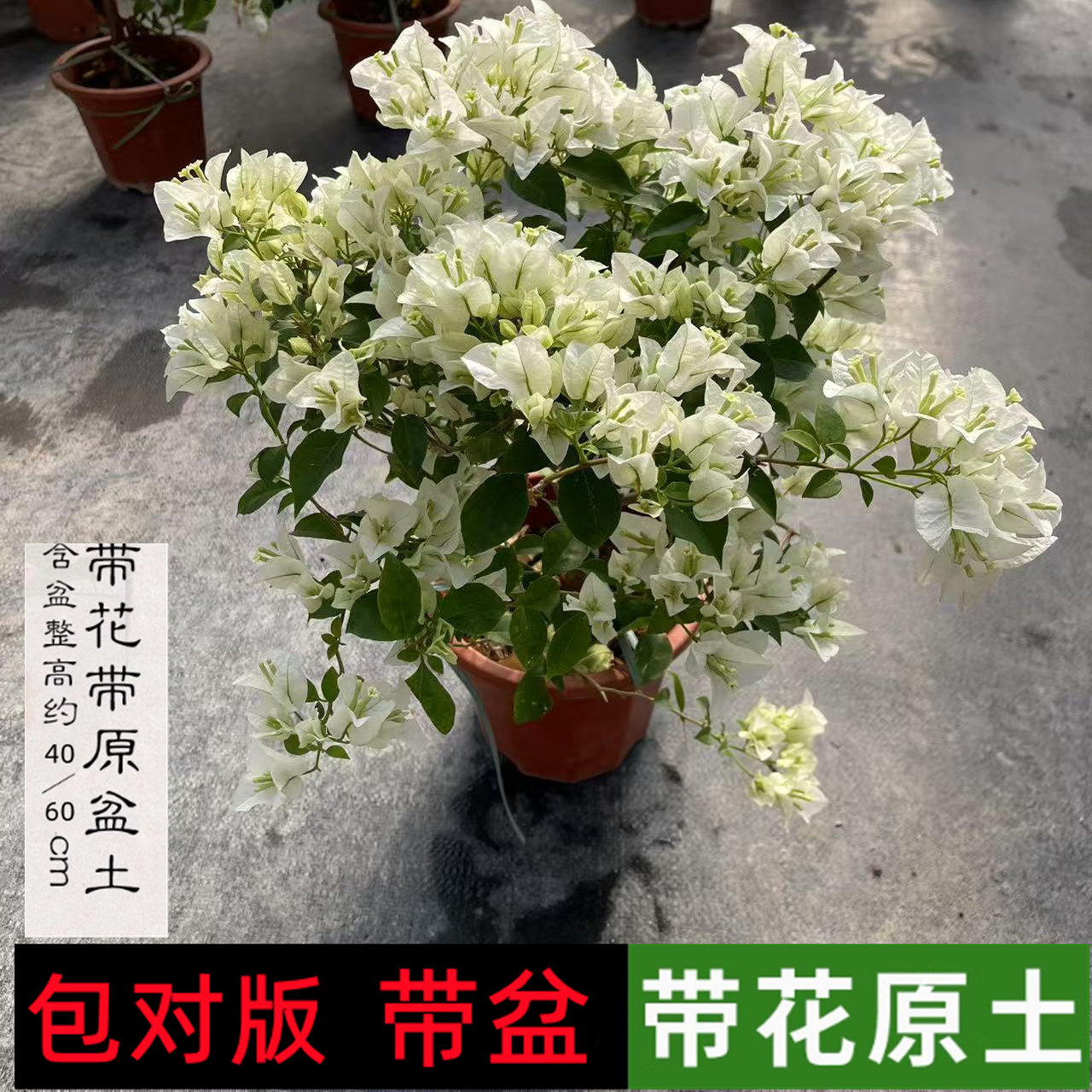 阿达纳三角梅带花苞发盆栽绿樱爬藤重瓣老桩四季开花庭院植物勤花,淘宝优惠券,粉丝福利购,淘宝优惠卷