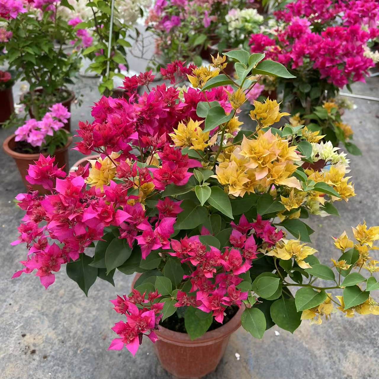 阿达纳三角梅带花苞发盆栽绿樱爬藤重瓣老桩四季开花庭院植物勤花,淘宝优惠券,粉丝福利购,淘宝优惠卷