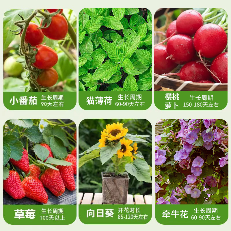 幼儿园种植小盆栽向日葵植物儿童学生观察阳光房玩具diy迷你室内-第4张图片-提都小院