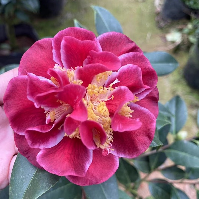 圣诞帽茶花稀有名贵品种牡丹大花型精品花卉盆栽树苗室内外植物