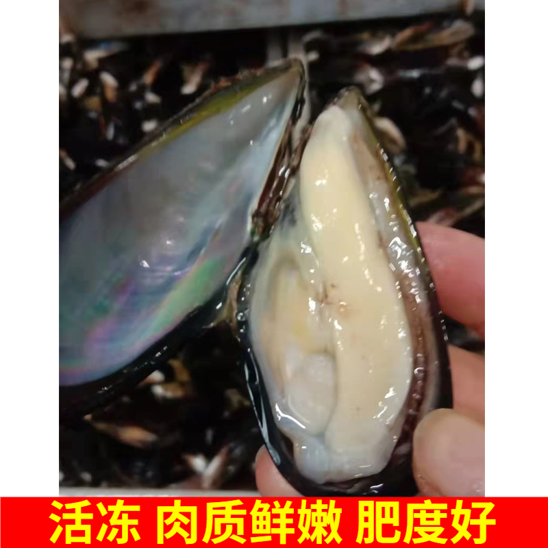 蓝口贝鲜活冷冻冻干商用青口贝贻贝海虹淡菜半壳贝类海鲜7斤 95只-图1