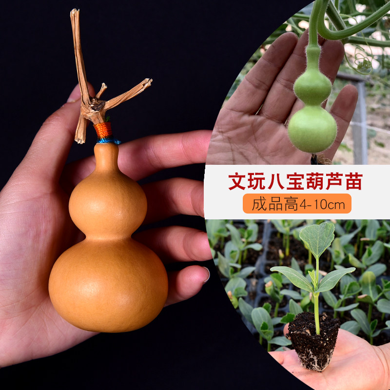 葫芦苗手捻小葫芦种子八宝文玩观赏盆栽特大亚腰葫芦籽大葫芦苗秧,淘宝优惠券,粉丝福利购,淘宝优惠卷