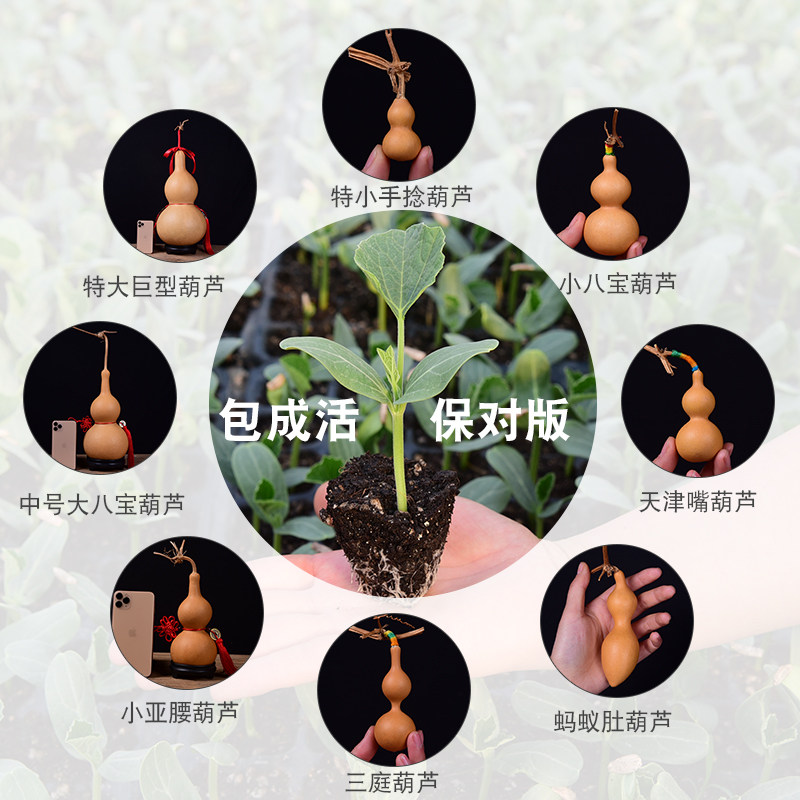 葫芦苗手捻小葫芦种子八宝文玩观赏盆栽特大亚腰葫芦籽大葫芦苗秧,淘宝优惠券,粉丝福利购,淘宝优惠卷