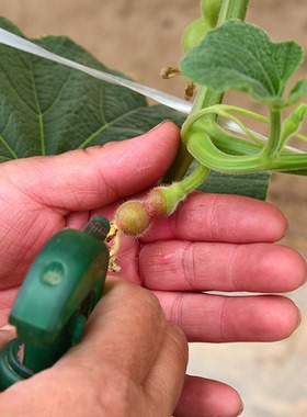 草李金手捻小葫芦授粉定型药水生长定形剂迷你天津嘴小八宝三庭亭