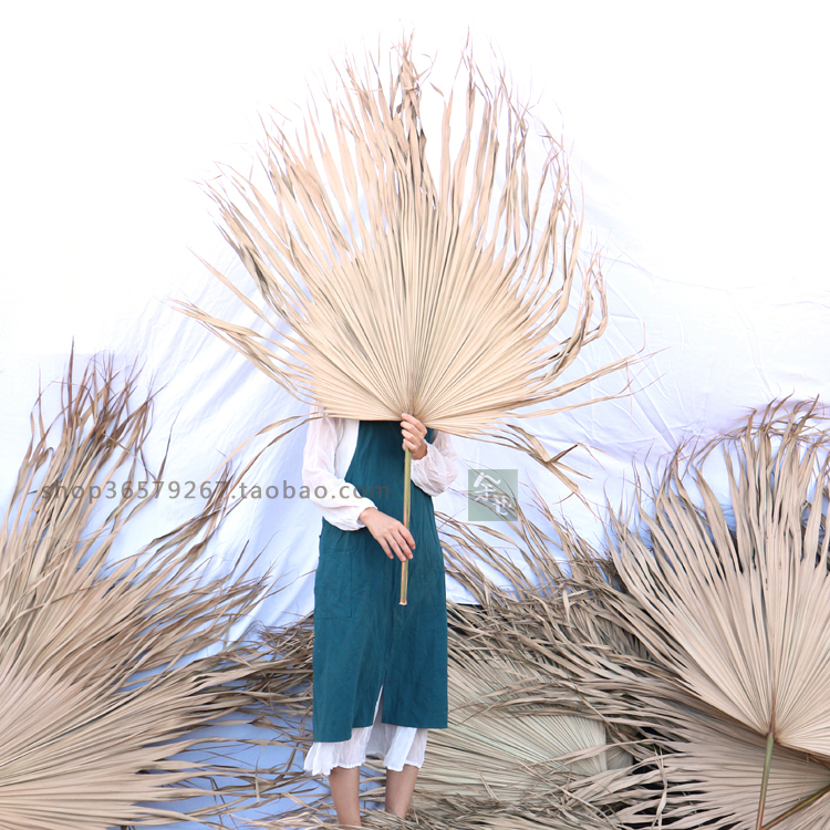 新鲜棕榈树叶蒲葵叶扇形背景北欧婚庆会展布景葵扇叶商场场景拱门 - 图0