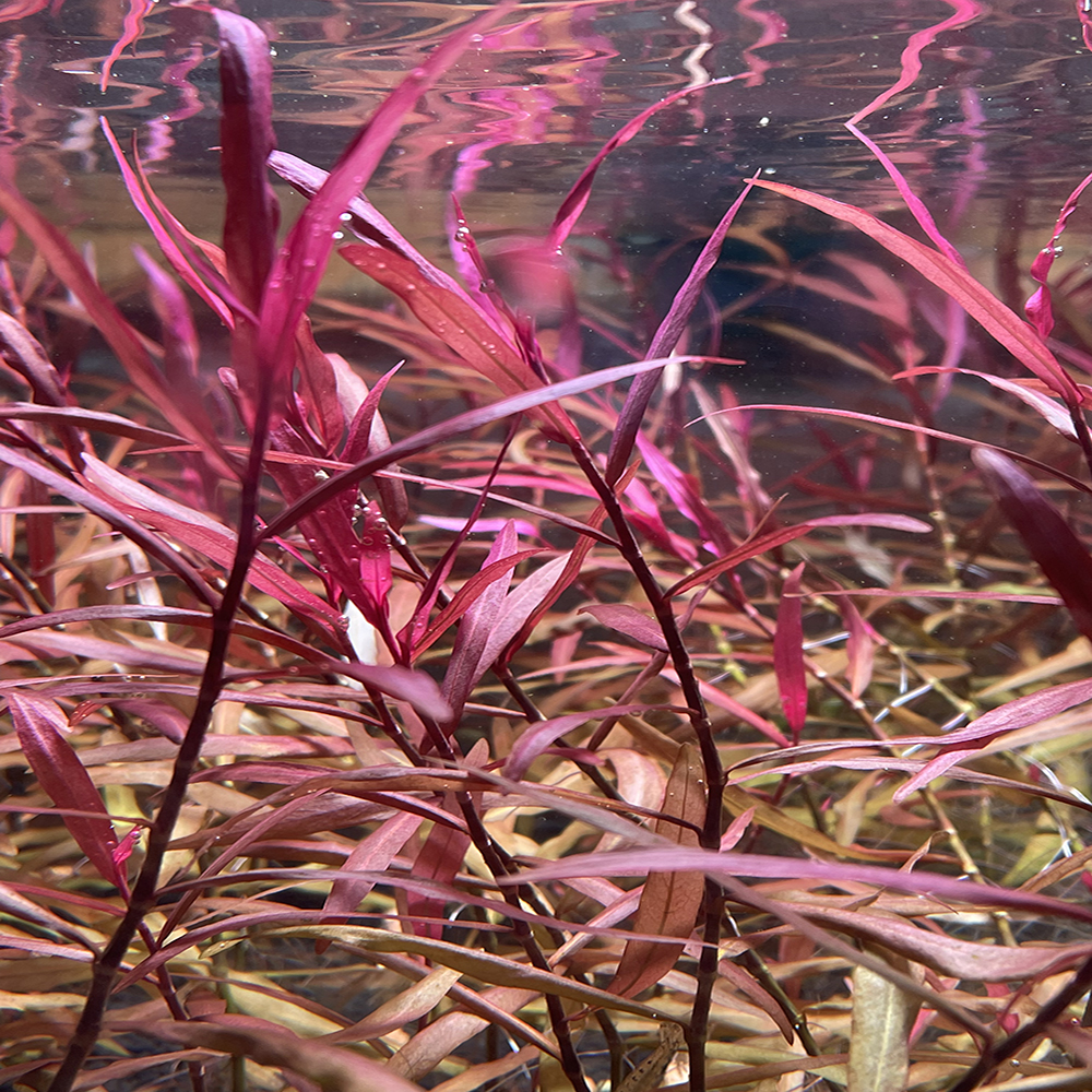 紫艳柳中后景有茎类水草水族箱装饰活体鱼缸造景套餐淡水真植物-图1