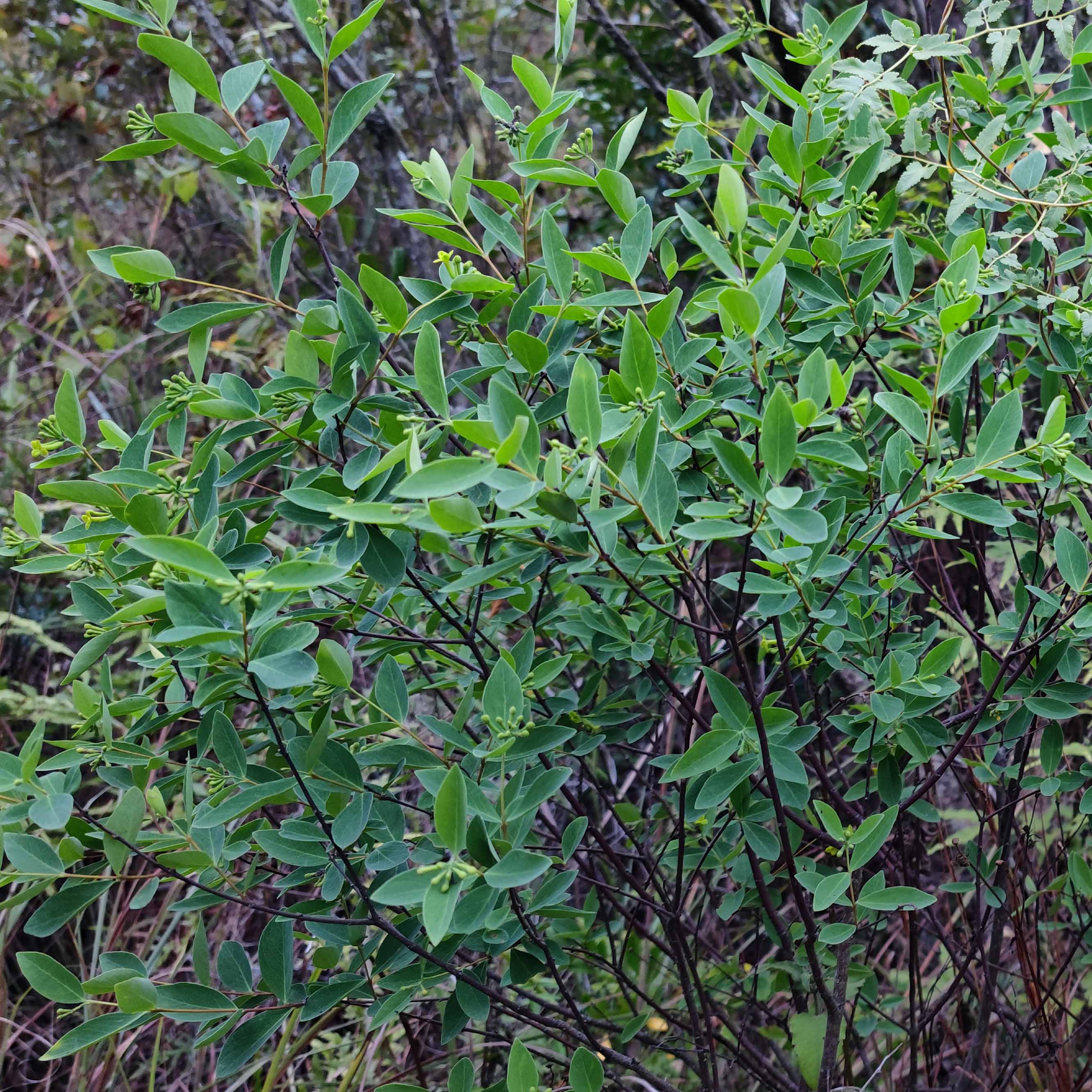 广西新鲜了哥王中草药材地棉根别南根地锦皮山麻皮全草了哥王叶子 - 图0