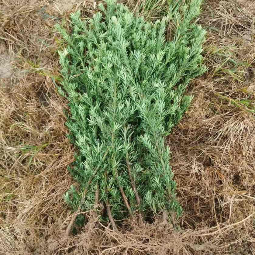 南通雀舌罗汉松小苗四季常青室内盆栽盆景素材苗扦插繁殖自产自销-图2