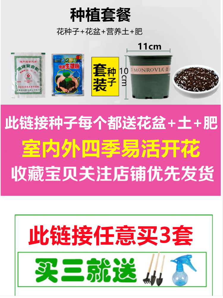 玫瑰花种籽子四季开花盆栽花卉植物易爆盆室内外鲜花种子庭院阳台-图2