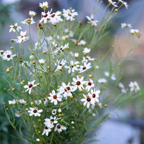 小园丁的夏日时光 金鸡菊 黄铜矿 耐热花园阳台夏季开花植物盆栽 - 图0