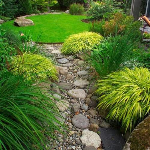 小园丁的夏日时光 金叶箱根草 庭院花园耐阴观赏草阳台盆栽植物 - 图2