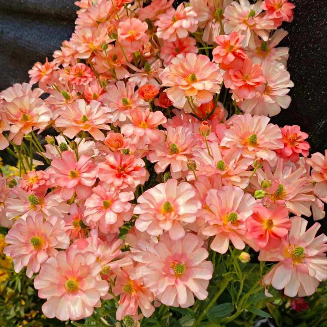 小园丁的夏日时光 蝴蝶花毛茛 耐寒好养爆花球根花卉盆栽苗现货,淘宝优惠券,粉丝福利购,淘宝优惠卷