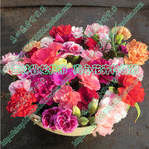 真心花卉/多年生盆栽矮生品种【康乃馨苗合集】橙黄双色/营养钵苗 - 图1