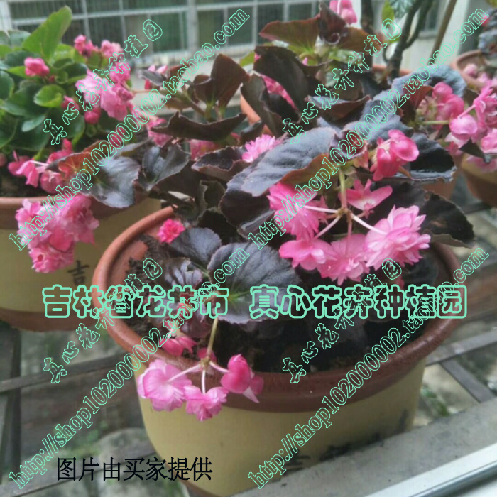 真心花卉室内盆栽花卉四季开花铜叶 绿叶【重瓣四季海棠合集】苗 - 图0