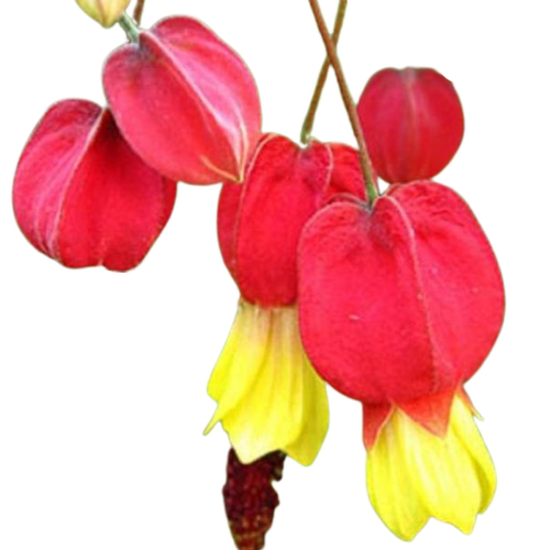 真心花卉 风铃扶桑纹瓣悬玲花【蔓性风铃花】木本灯笼花 营养钵苗 - 图3