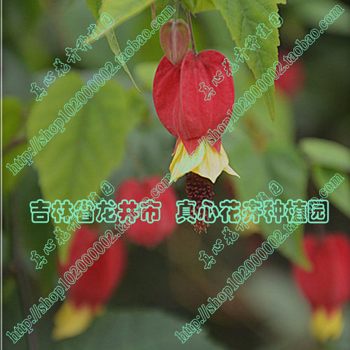 真心花卉 风铃扶桑纹瓣悬玲花【蔓性风铃花】木本灯笼花 营养钵苗 - 图1