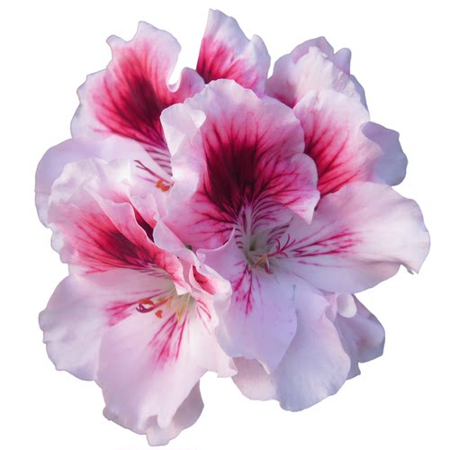 真心花卉多年生庭院阳台洋蝴蝶蝴蝶梅【大花天竺葵合集】营养钵苗 - 图1