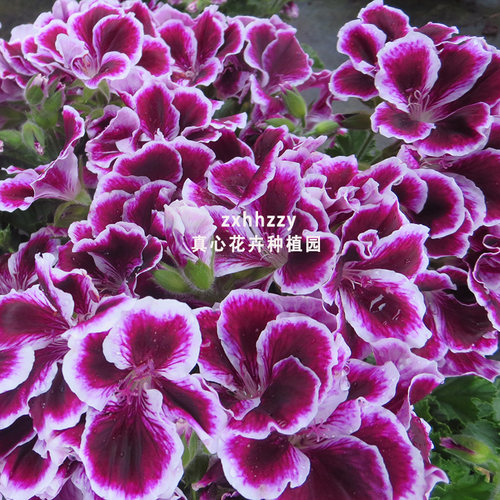 真心花卉多年生庭院阳台洋蝴蝶蝴蝶梅【大花天竺葵合集】营养钵苗 - 图0