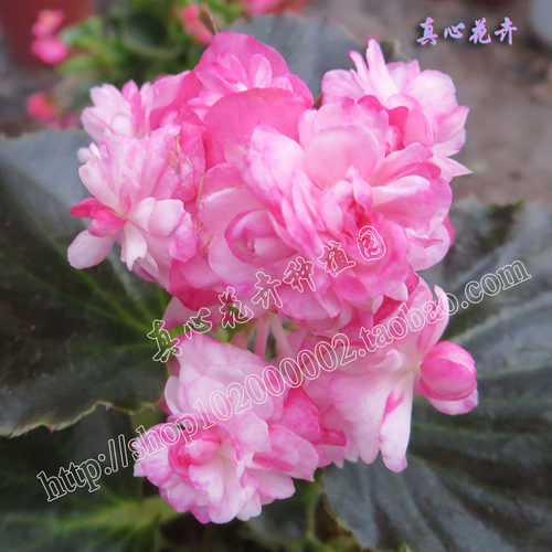 真心花卉 室内盆栽花卉花期长 铜叶 绿叶【重瓣四季海棠合集】苗 - 图1