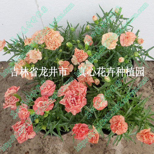 真心花卉/多年生盆栽矮生品种【康乃馨苗合集】橙黄双色/营养钵苗 - 图0