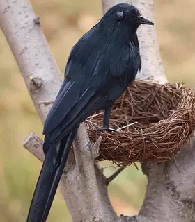 【仿真乌鸦】摆件八哥斑鸠万圣节道具仿真鸟鸦工艺品假鸟模型摆件