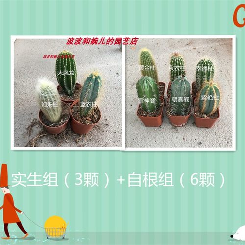 仙人掌盆栽秋衣柱雷神阁黄金柱易养办公桌面趣味会开花仙人柱组合 - 图3