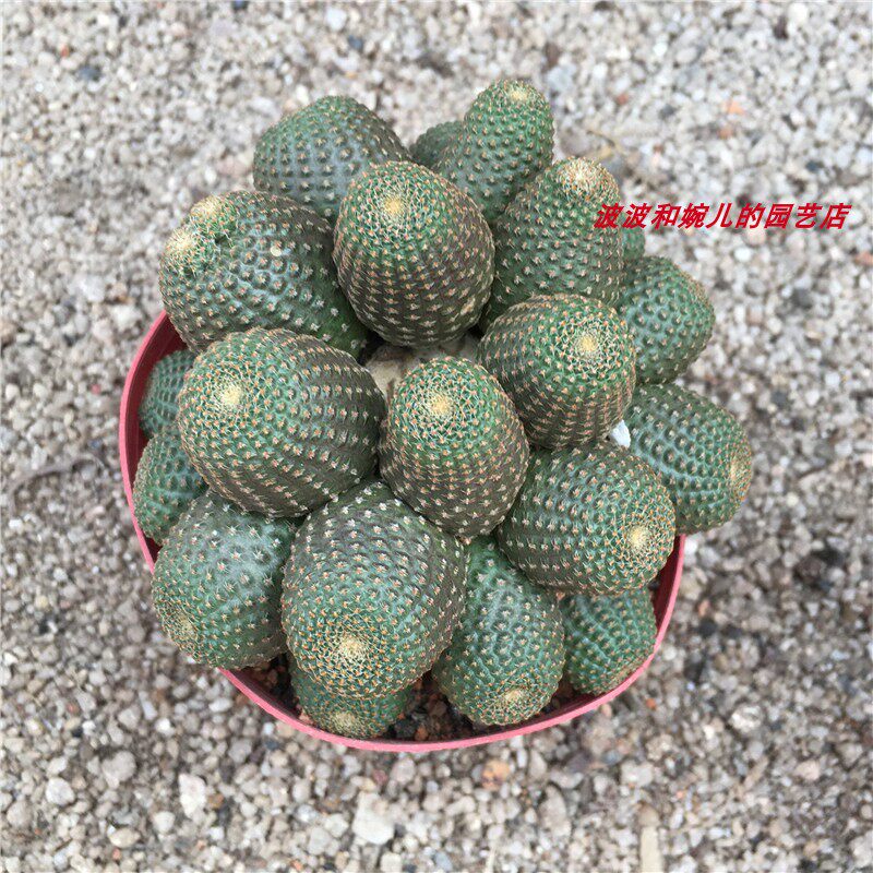 新款多肉植物黑蝎子无刺群生多头仙人球室内不扎手易养护绿植盆栽