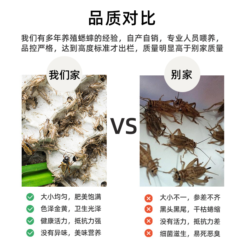 白蟋蟀白蛐蛐活体物饲料蜥蜴守宫蜘蛛斗虫口粮食物针头蟋蟀油葫芦 - 图2