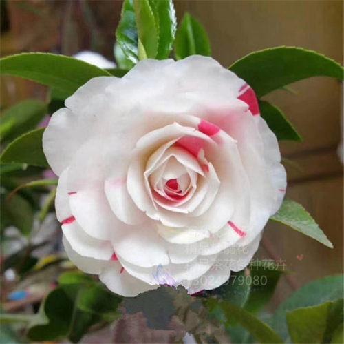 赤系抓破美人脸 特白白五 赤丹变异芽变茶花 挂线嫦娥彩 - 图1