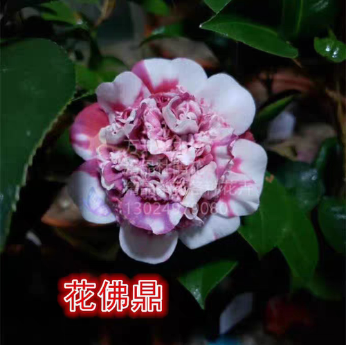 花佛鼎茶花 佛鼎茶 花鹤鼎 夺金 十大名花之一 - 图3