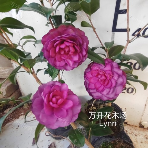 紫螺旋茶花，紫色系列茶花，高端新品种茶花 - 图2