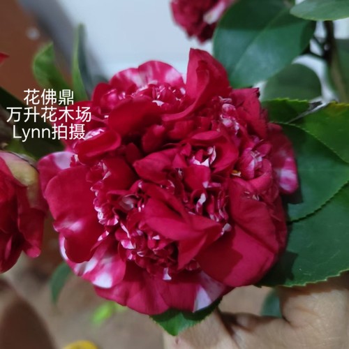 花佛鼎茶花 佛鼎茶 花鹤鼎 夺金 十大名花之一 - 图1