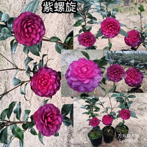 紫螺旋茶花，紫色系列茶花，高端新品种茶花 - 图3