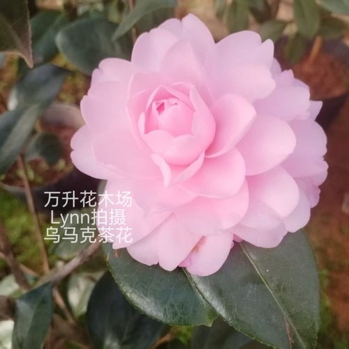 乌马克 云杂粉色茶花大花高档名贵山茶花美人艳 - 图1