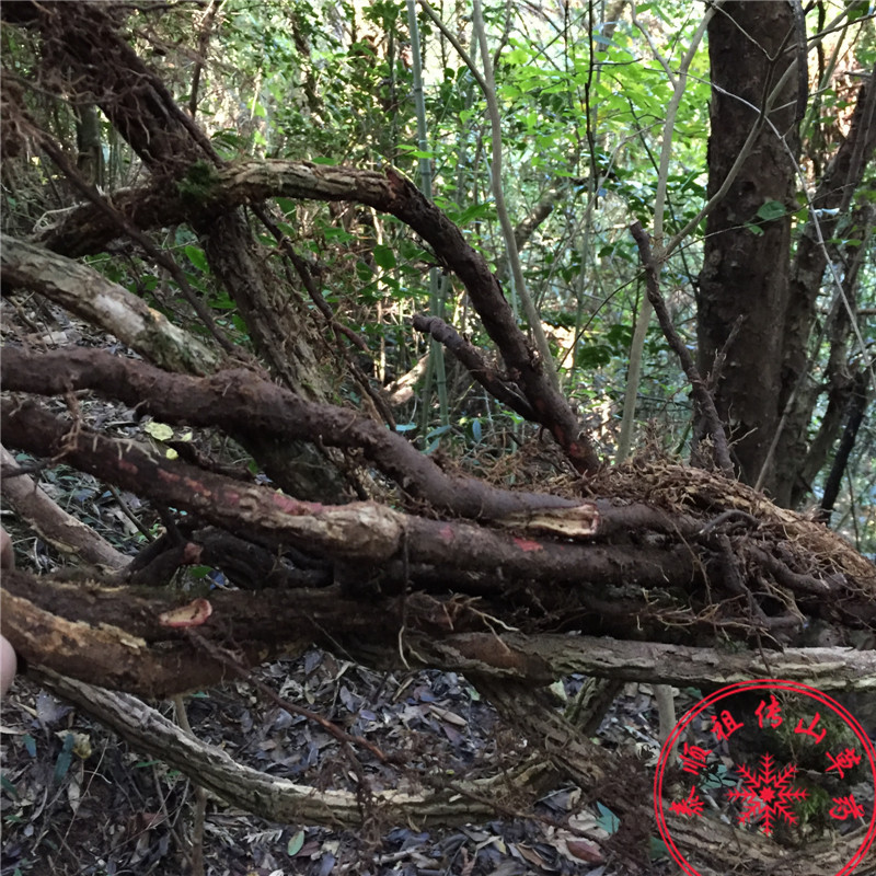 泰顺中草药野生碗进根土木香红木香紫金藤风沙藤五味子根干货500g - 图0